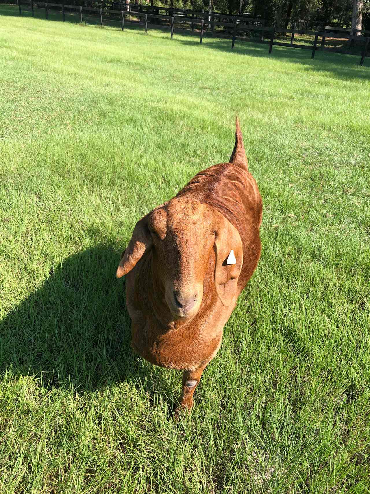 Pegasus Landing Farm
