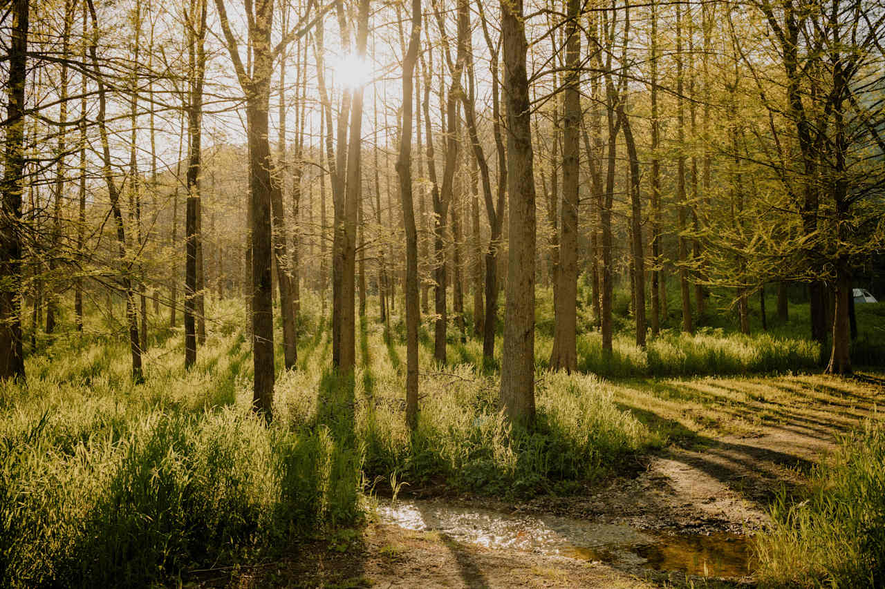 Nature surrounding the campsites. 