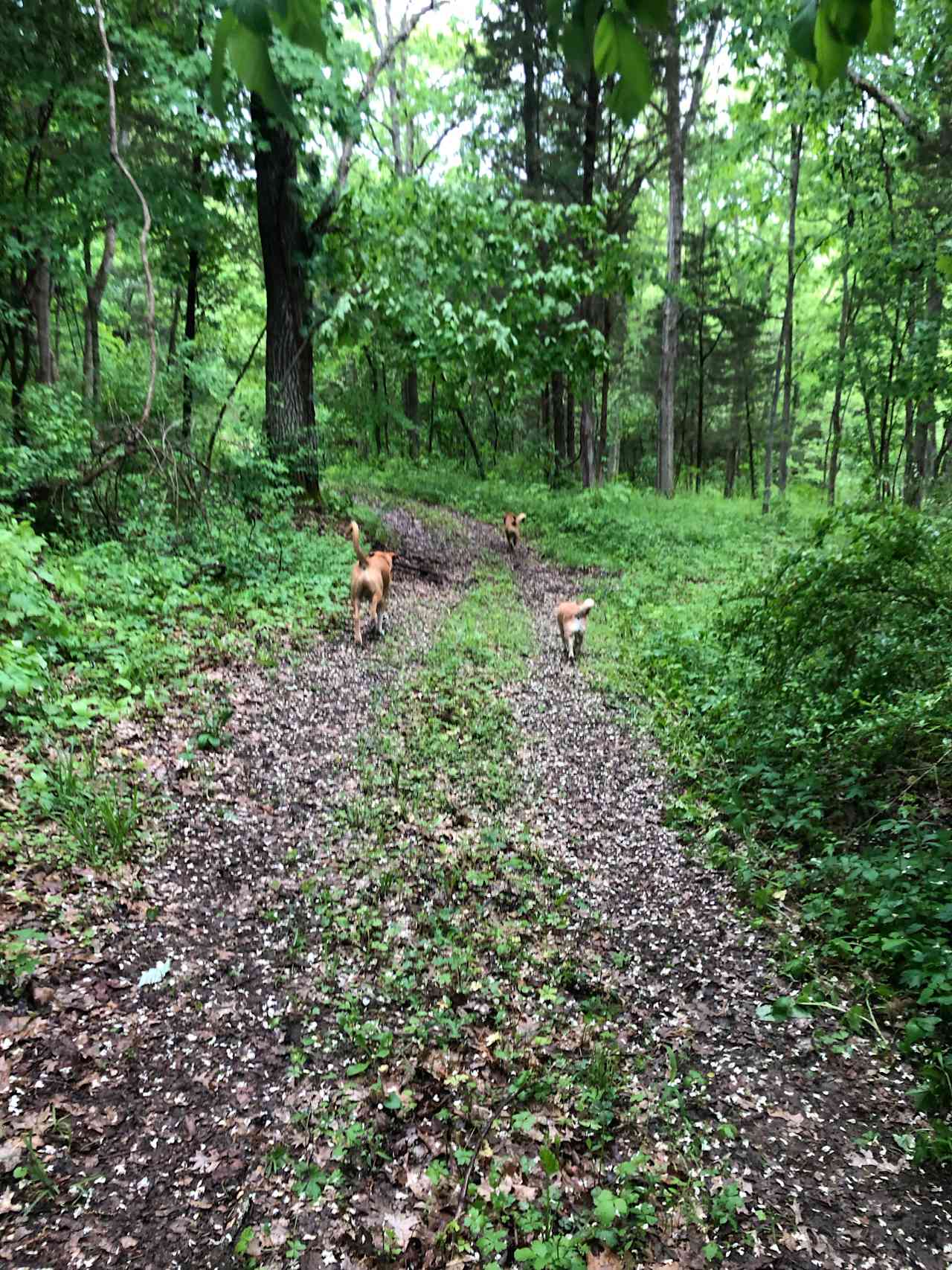 Secluded Woods on the Bourbon Trail