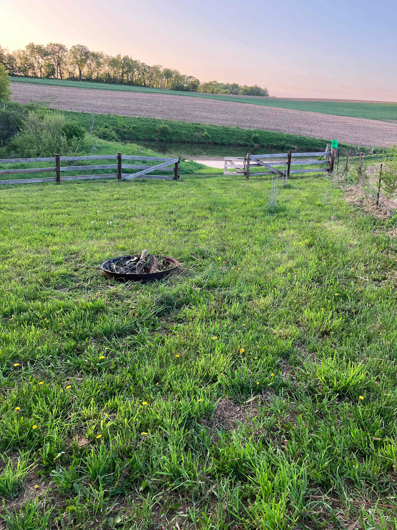 The Heifer Pasture