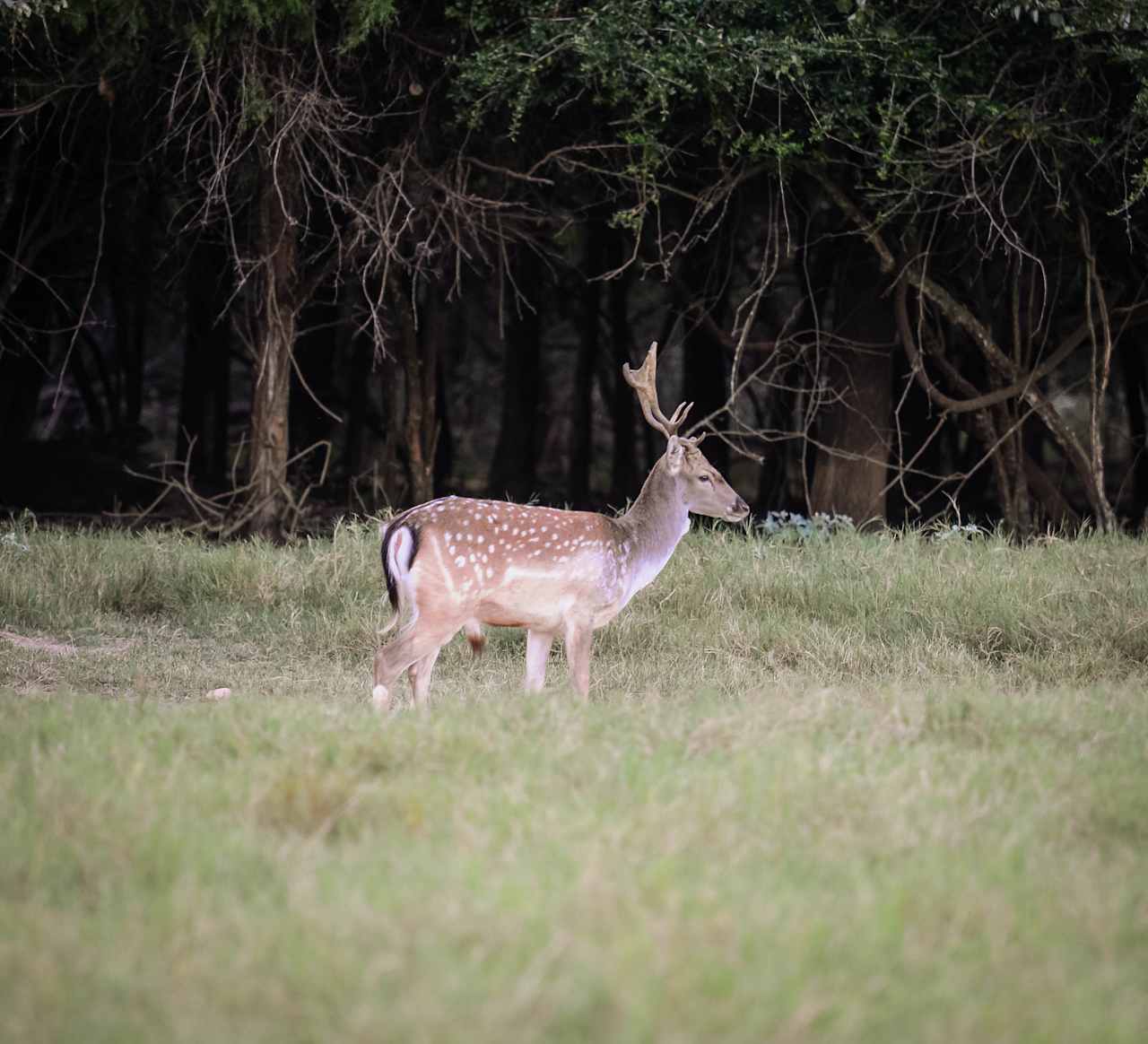 Fallow deer