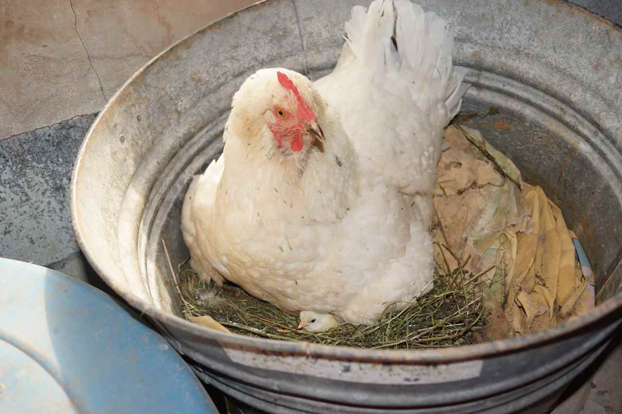 There are always eggs for breakfast.