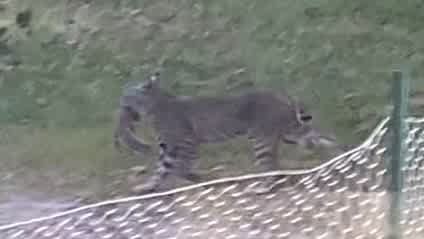 Wow! Just saw a bobcat stalk and catch a squirrel 🐿 
