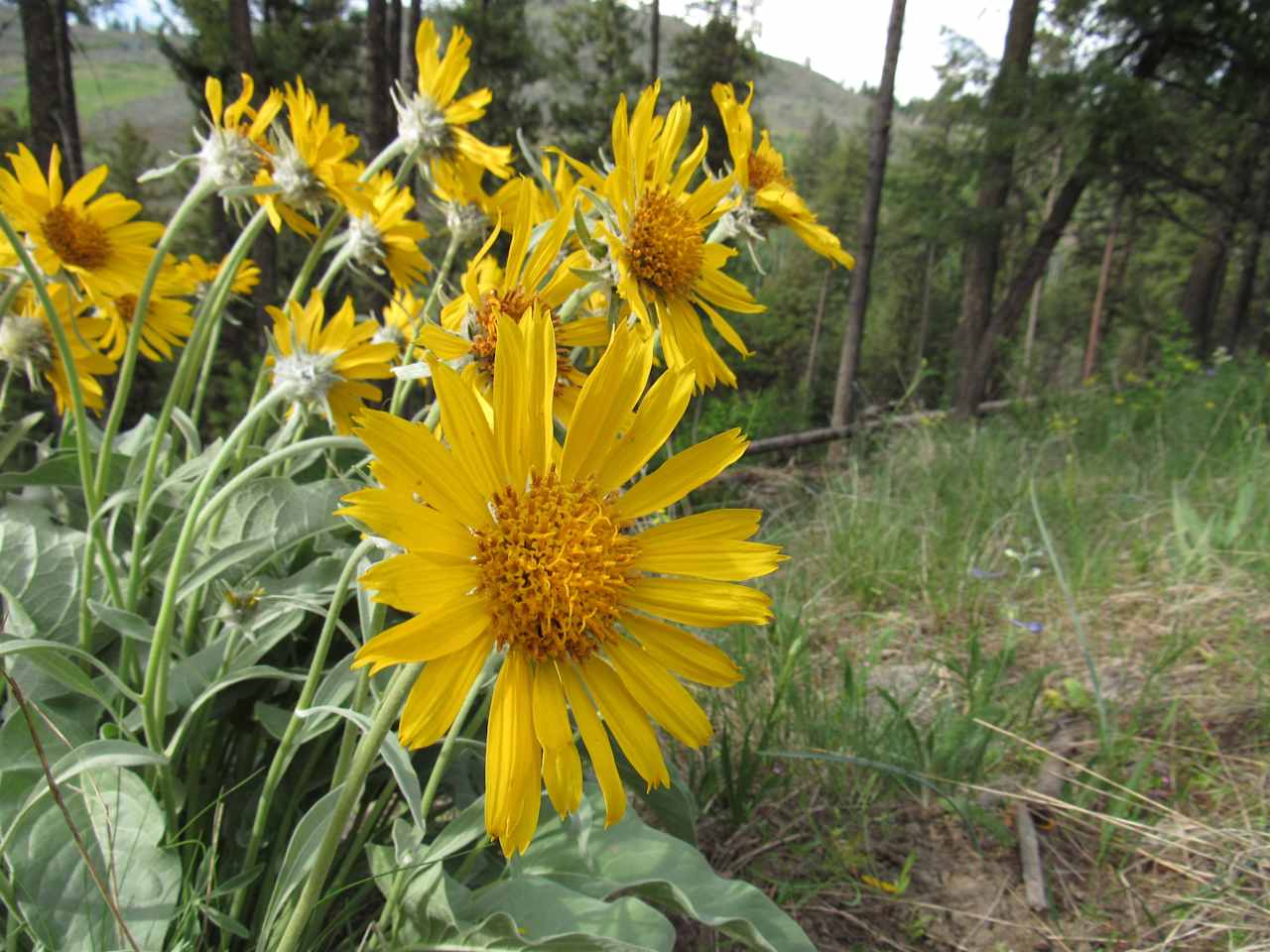 Arrowleaf Balsam Root wildflower