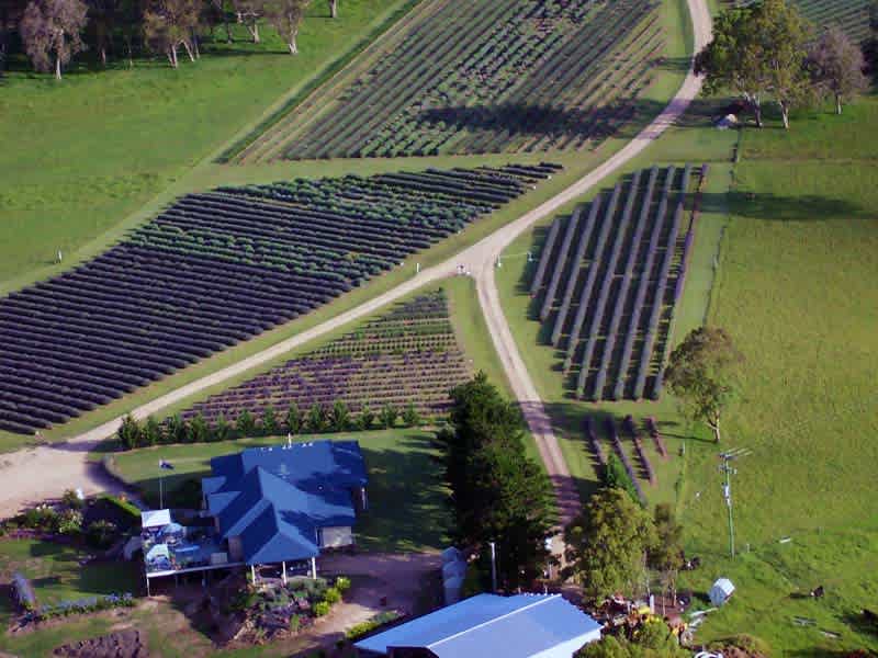 Aloomba Lavender Farm