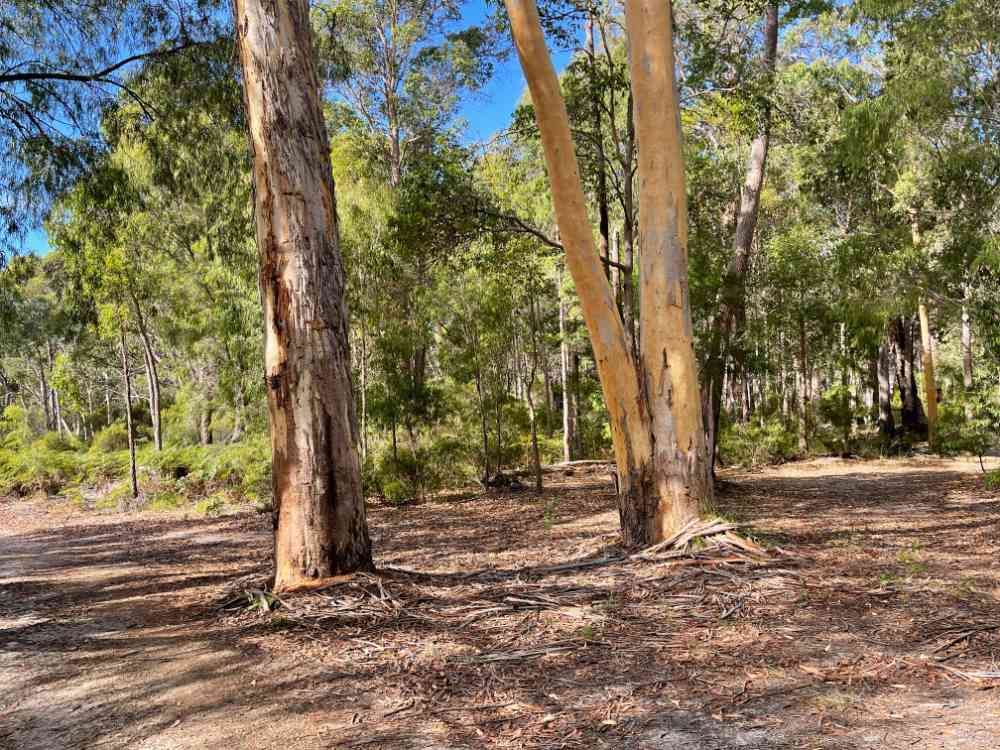 Northcliffe Deluxe Bush Camp