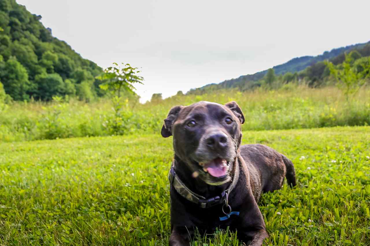 Luke dog on the property before we pitched the tent
