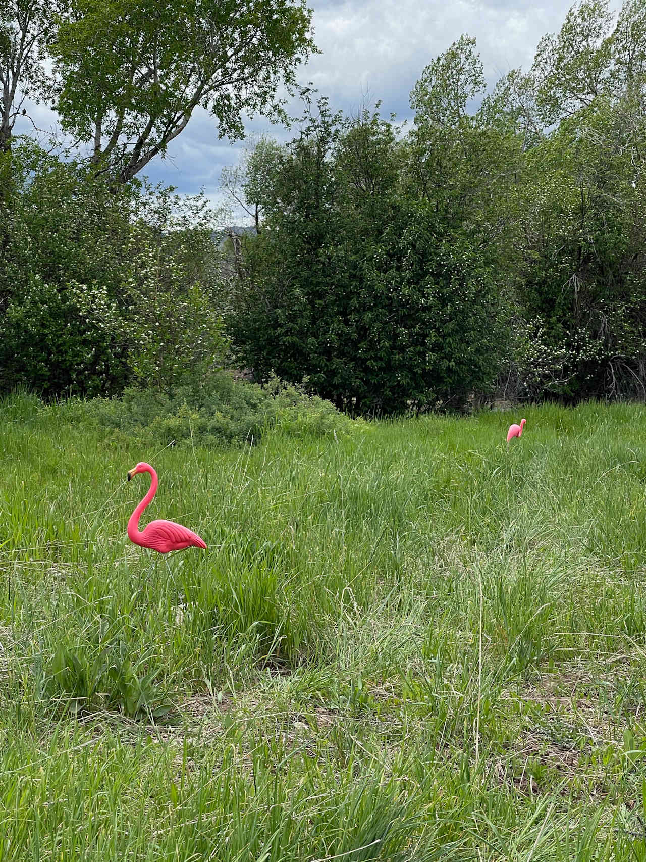 Please do not drive near the Flamingos.