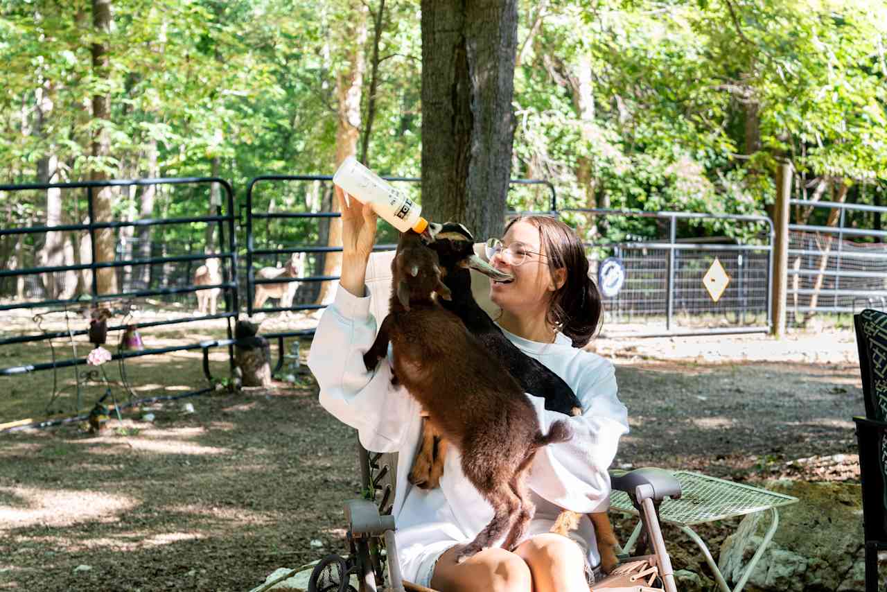 Bottle feeding the baby goats