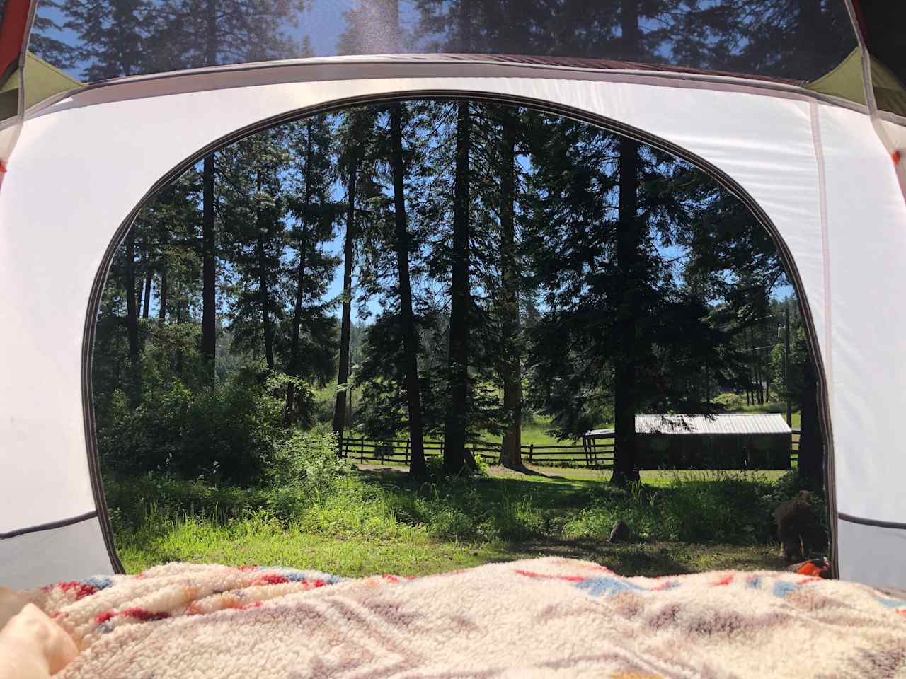 Amongst The Pines