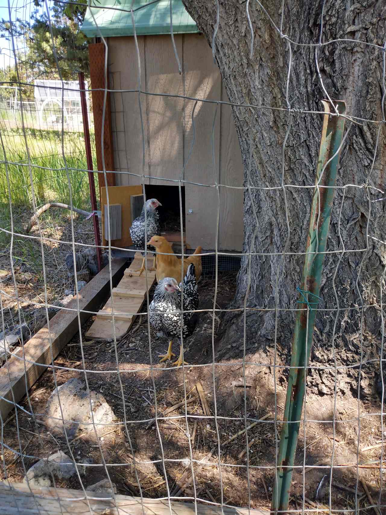 Comfortable converted Woodshed