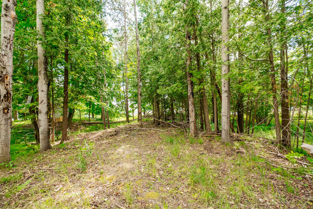 forest to explore