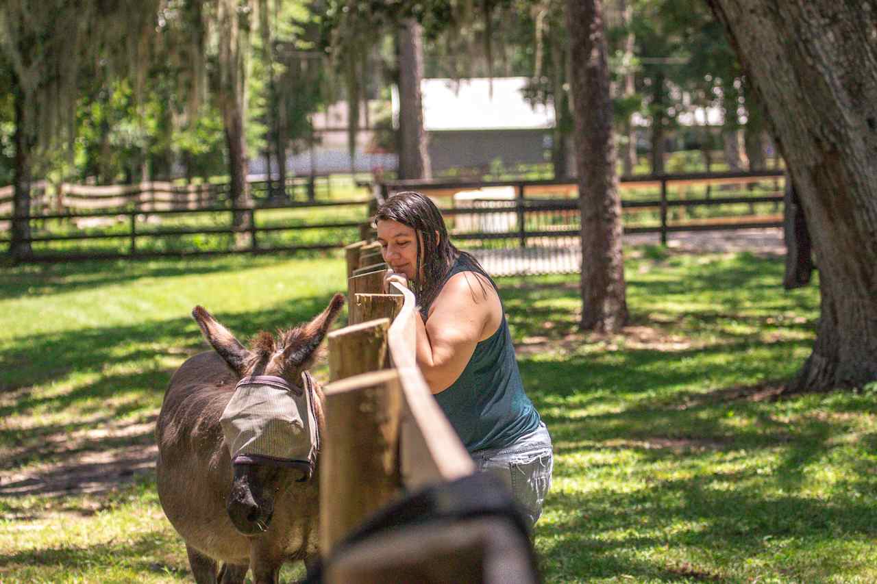 We got to meet the donkey. The donkey is wearing a fly mask that protects them from bugs.