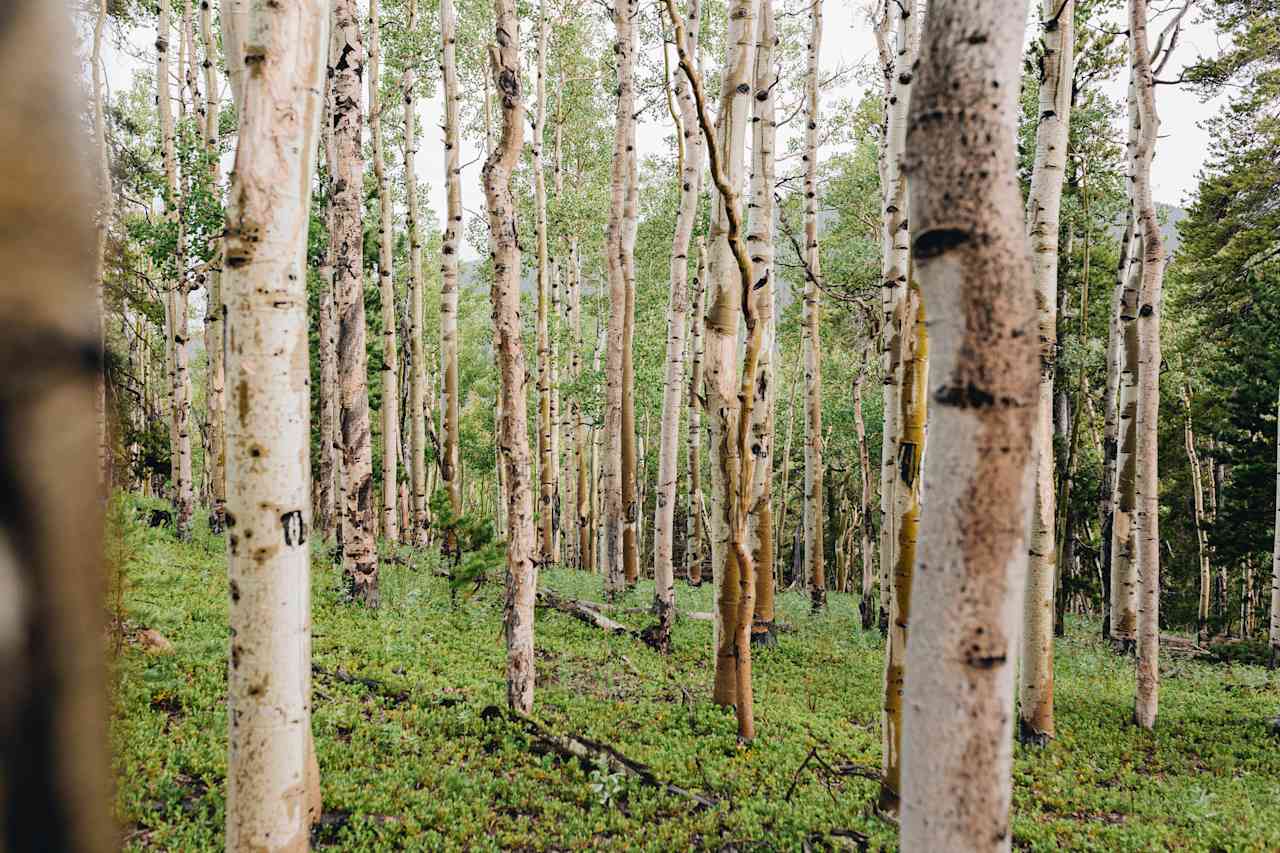 Aspen grove next to the greenhouse