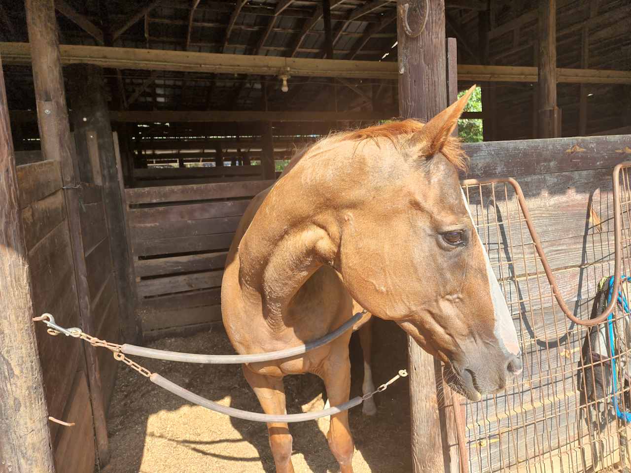 Beautiful 400 Acre Horse Farm