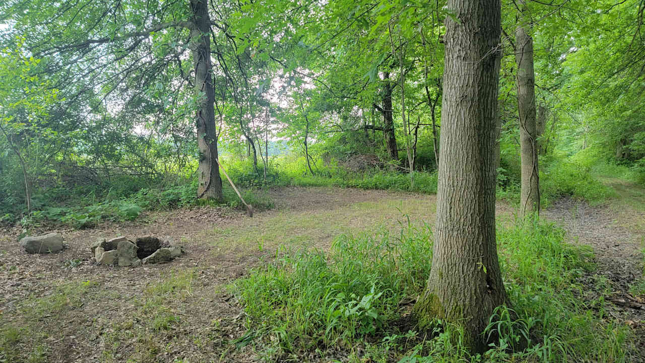 Sarah's Forest