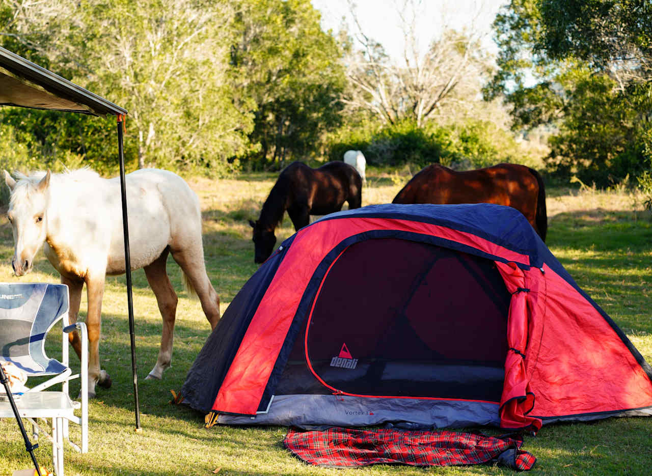 Horses coming for a visit