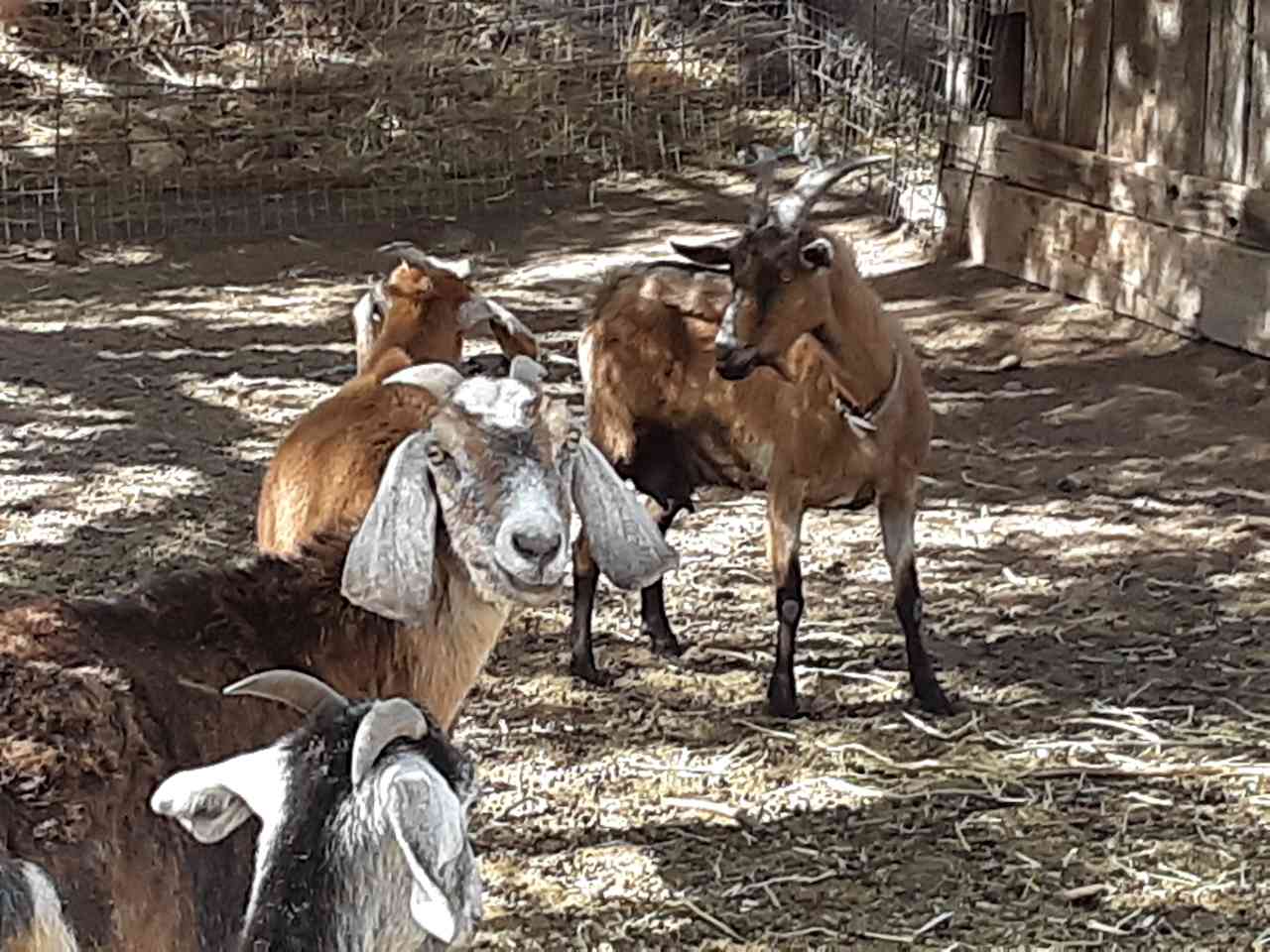 some of the neighbors