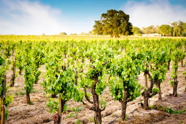 Local vineyard and winery