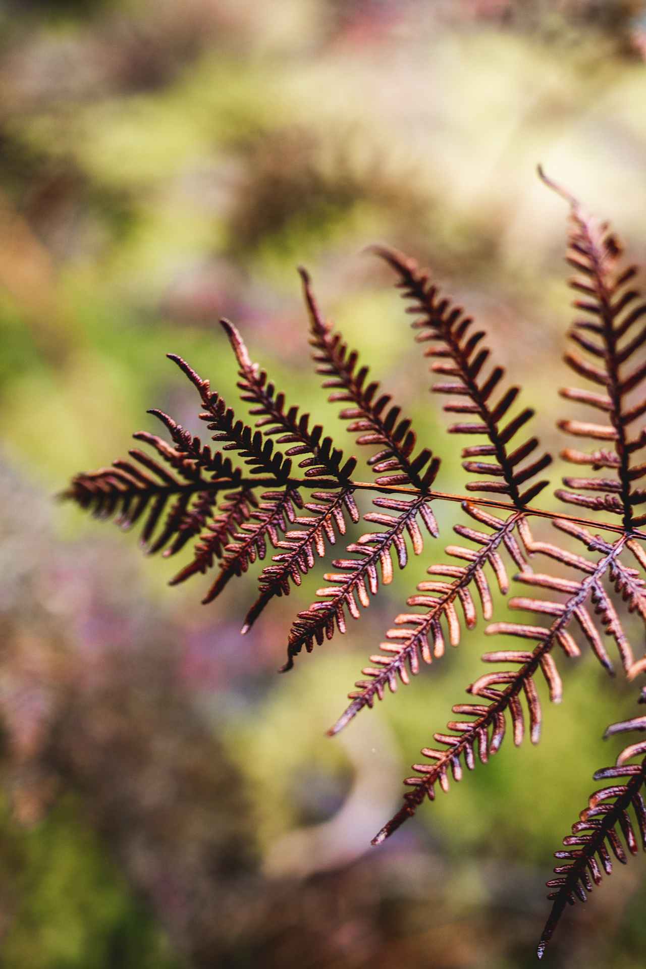 Little nature details at the back of the property