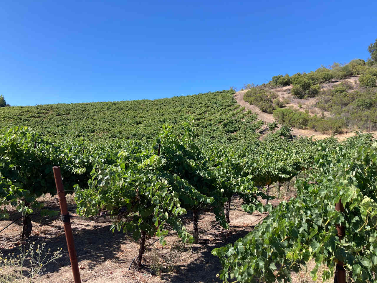 Historic Truck Farm Vineyard