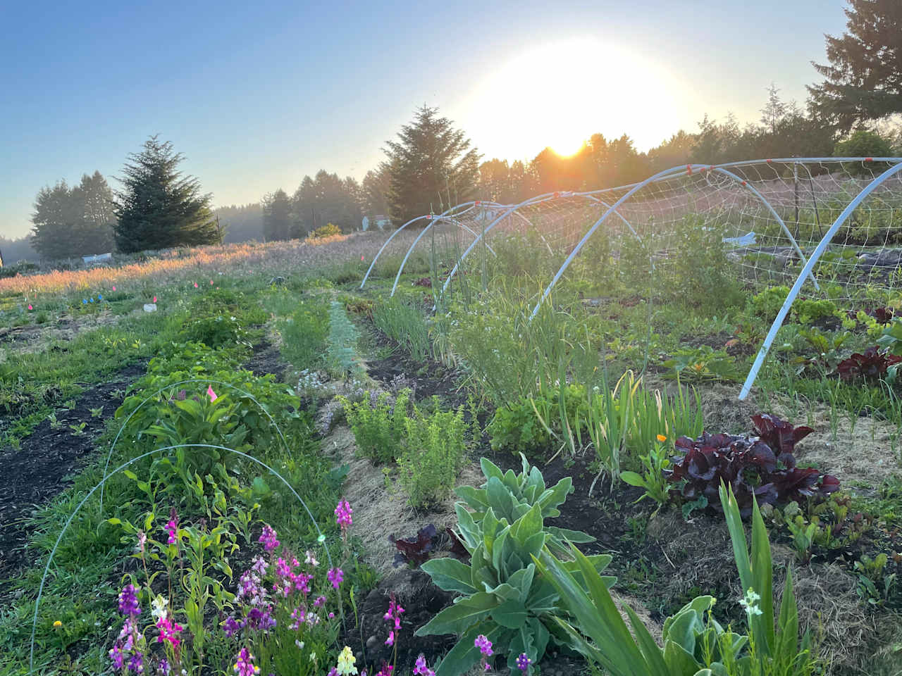 Ossia Village Farm