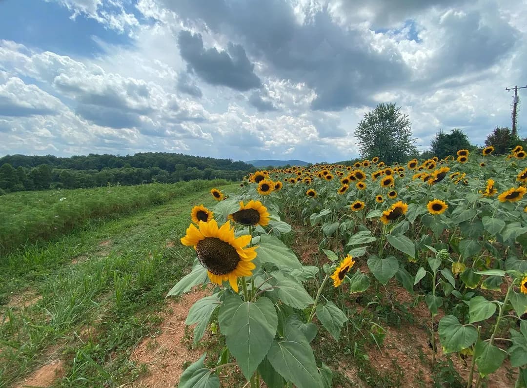Sunflower Field