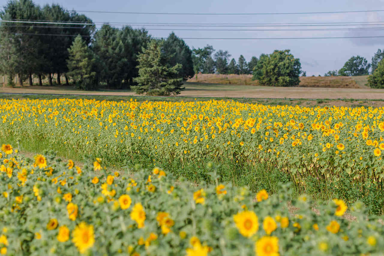 Sunflowers for days