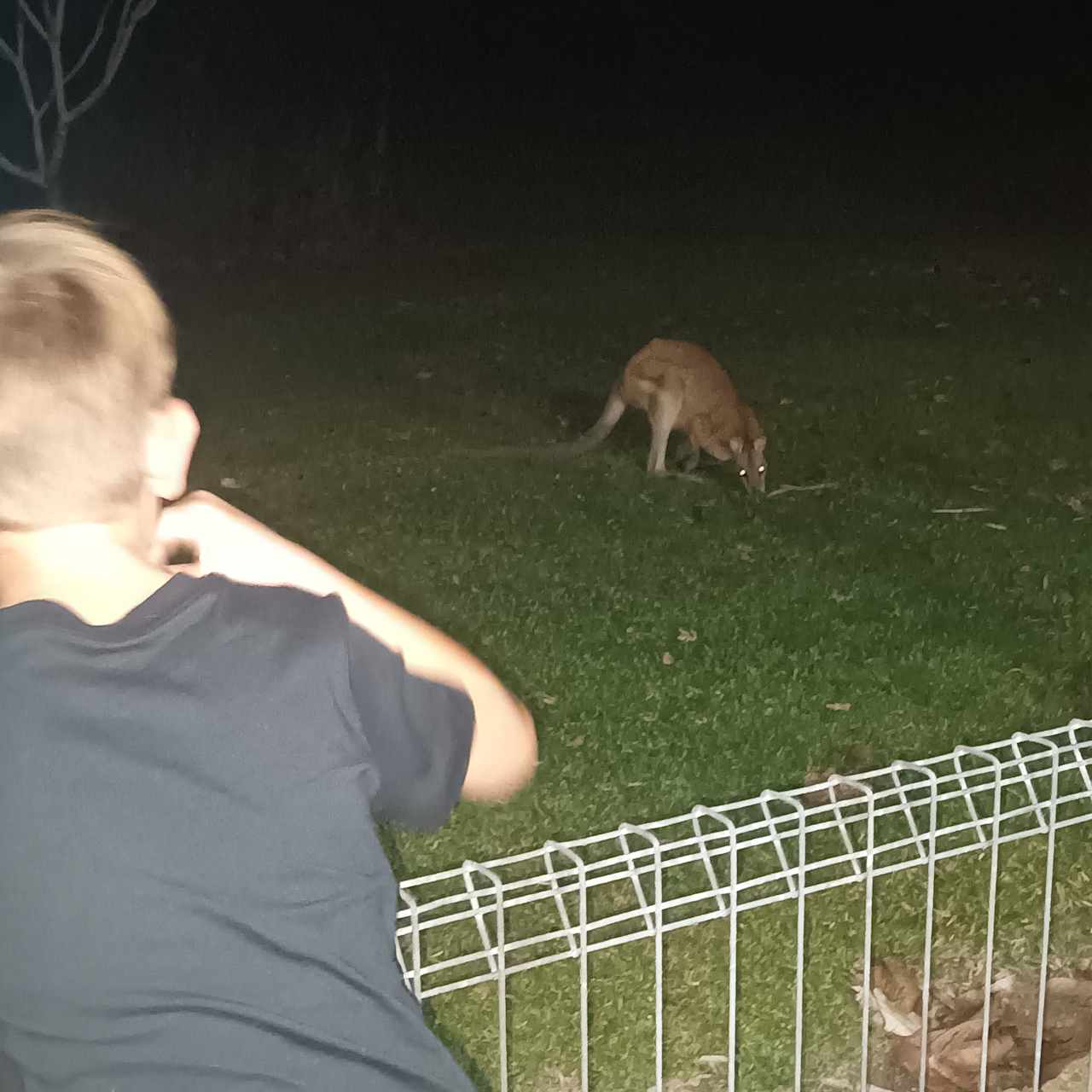 Easy Camping at Wallaby Nights