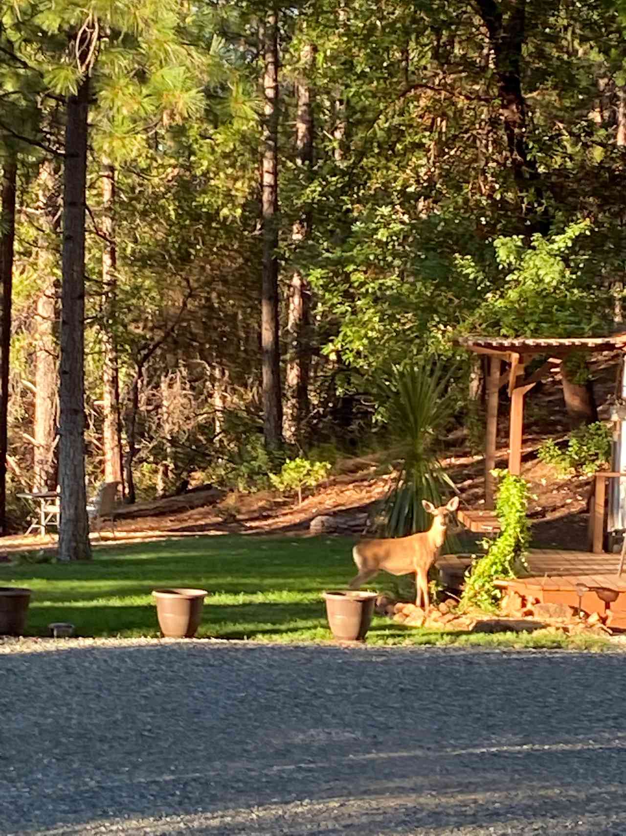 Peace in the Pines