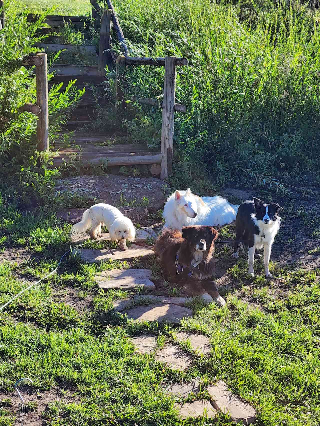 My cute dogs in front of steps