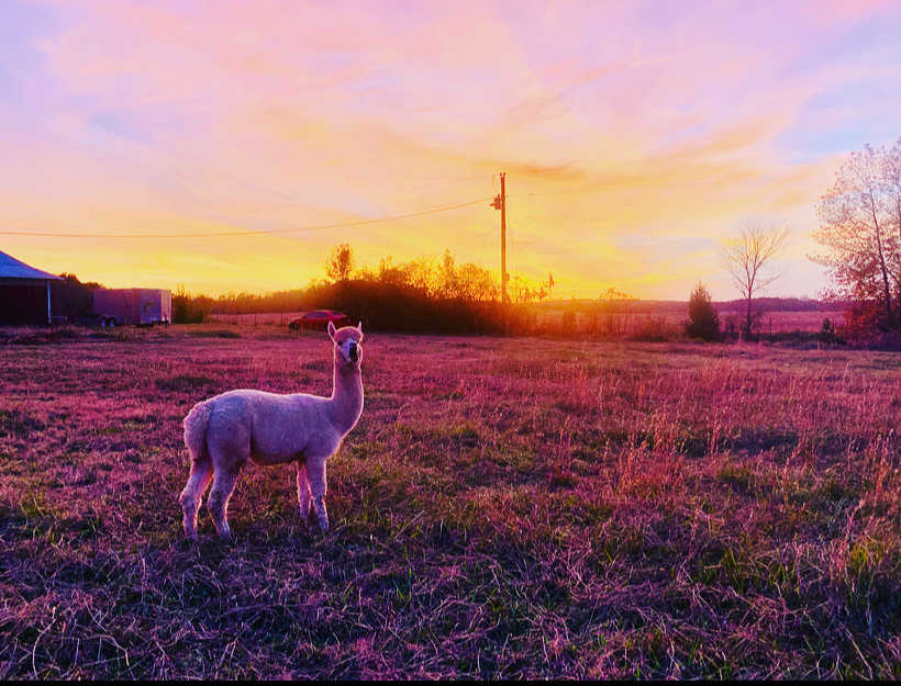Sunset at The Dancing Bee 