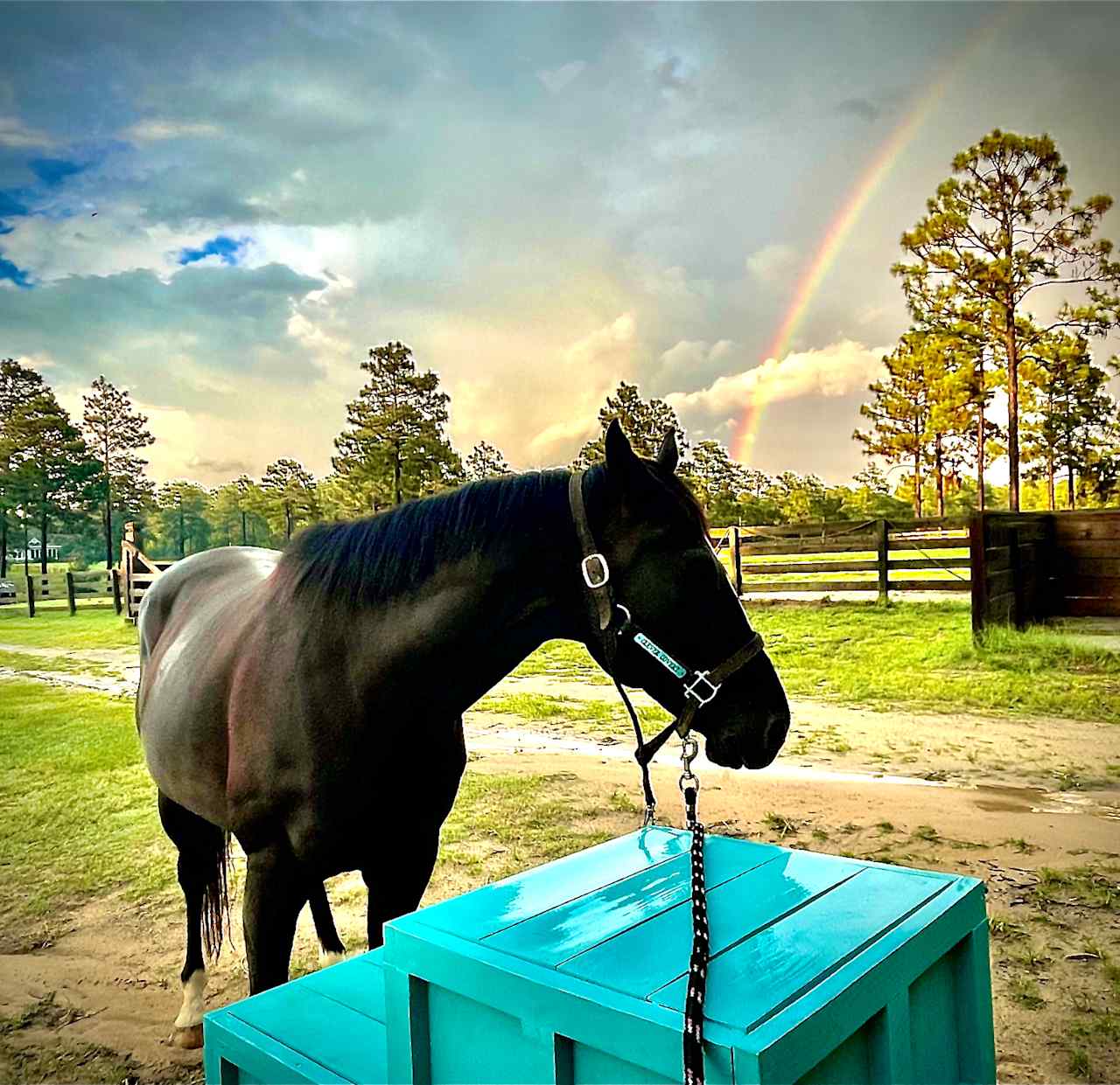 Resident racehorse