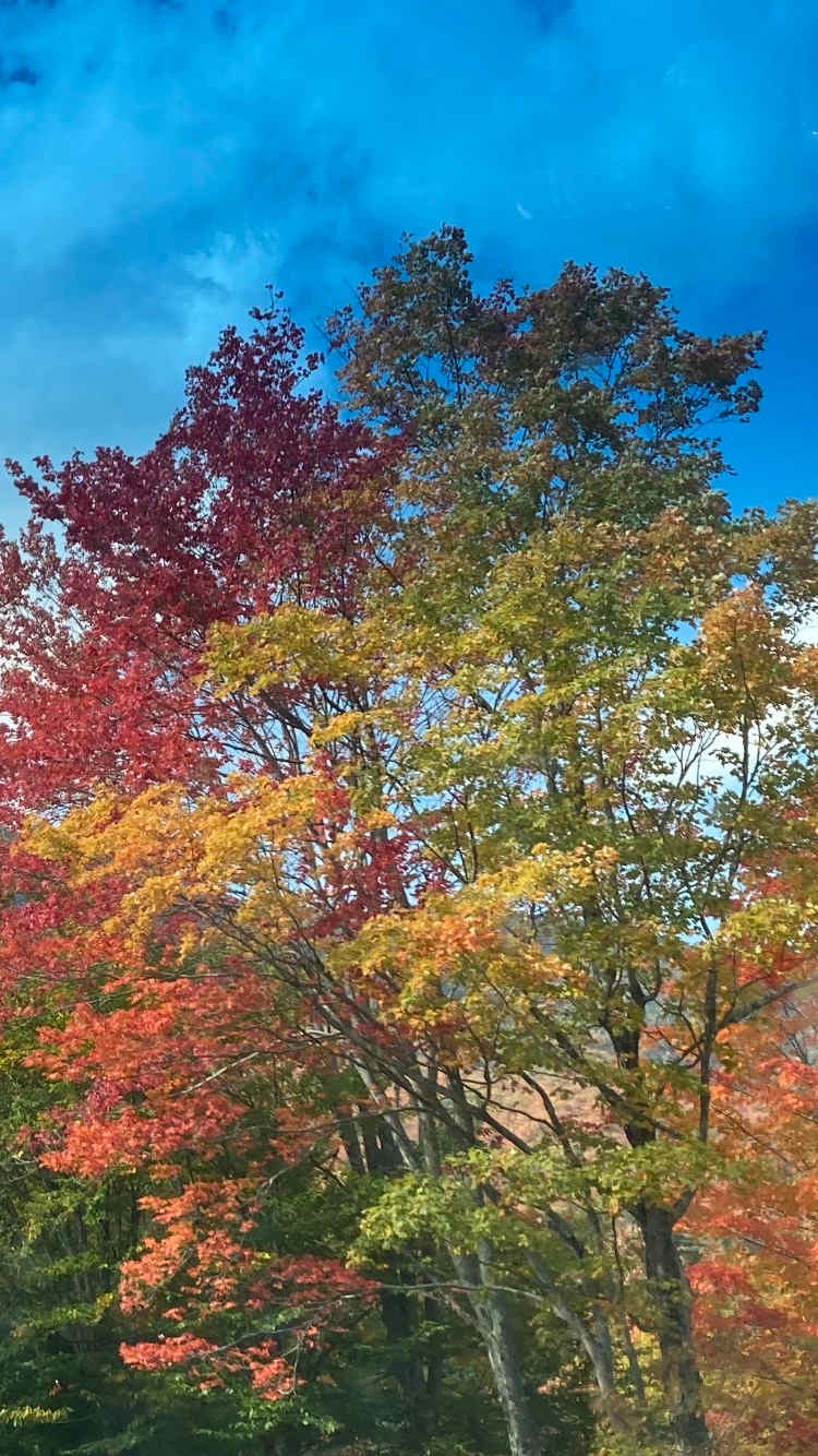 Trees in front of camp in September! 