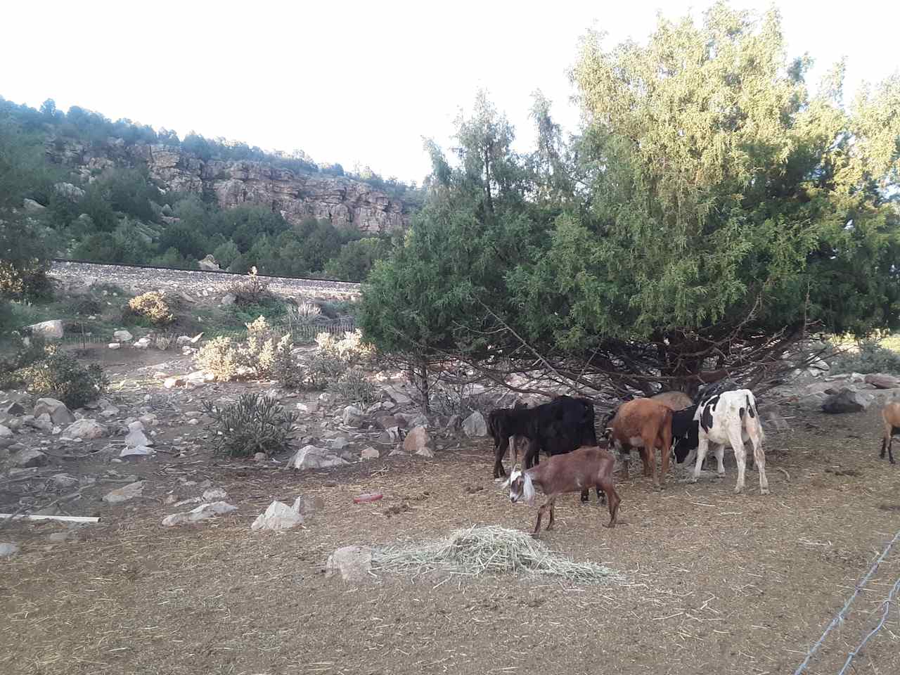 Meet the locals
