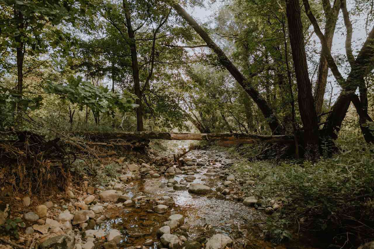 Take in the beauty of the creek in the woods.