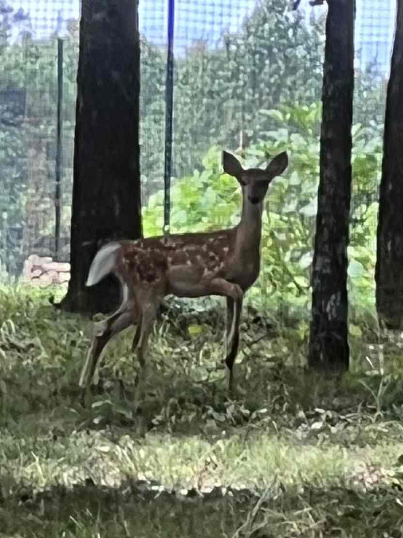 Fawn Meadow
