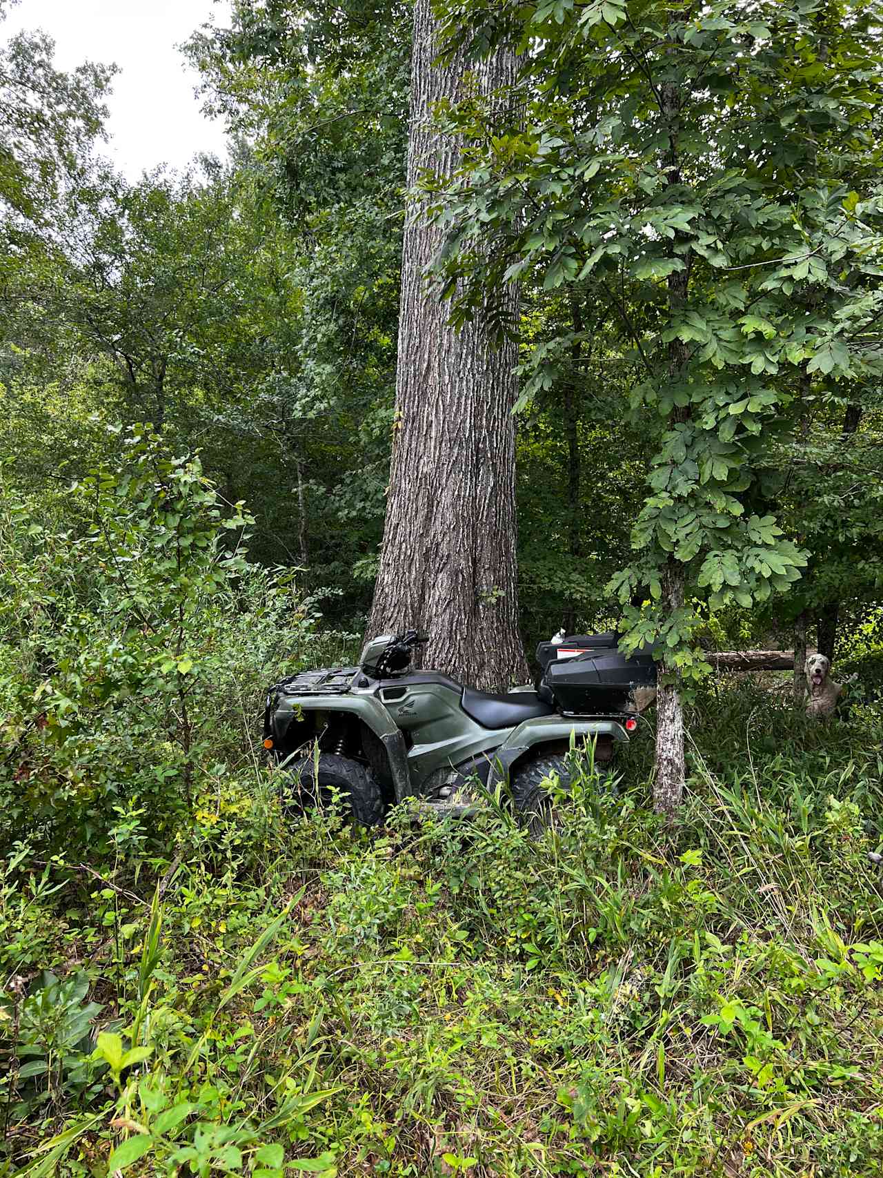 One of our oak trees that’ll never be cut down. 