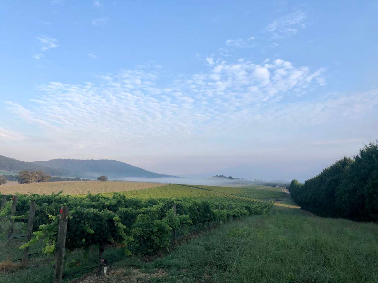 Summerhill Vineyard