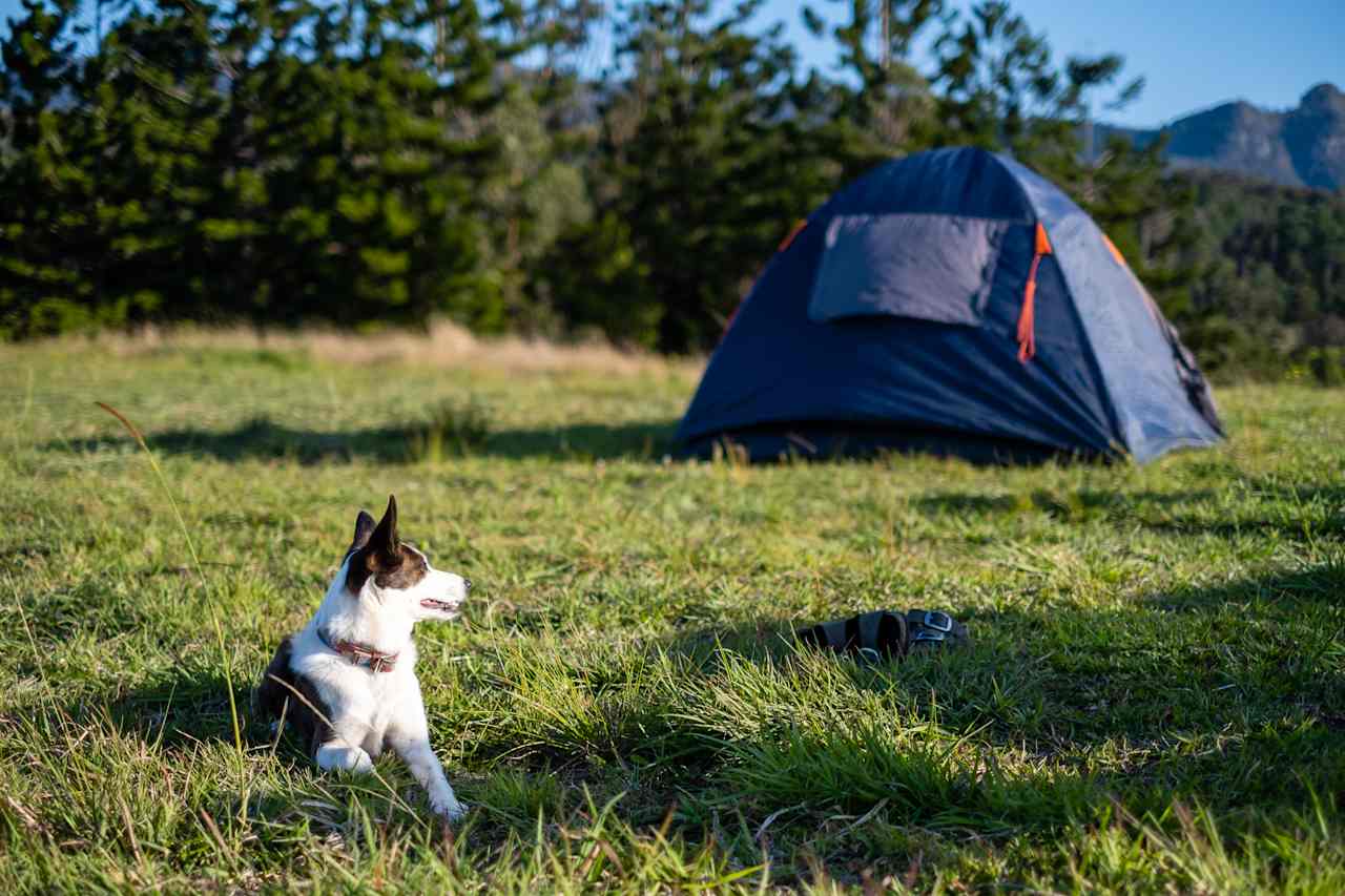 Campground 4 in golden hour, dog friendly.