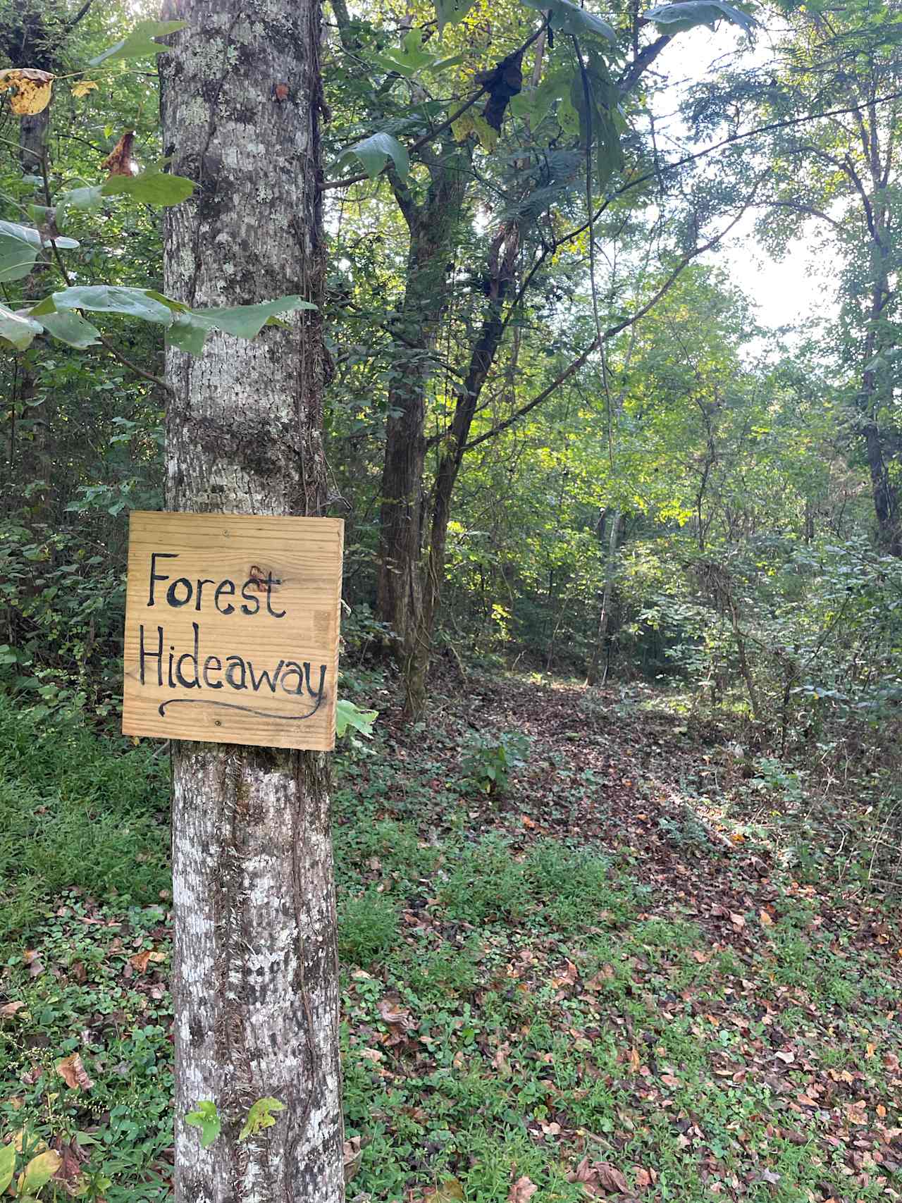 Forest Hideaway