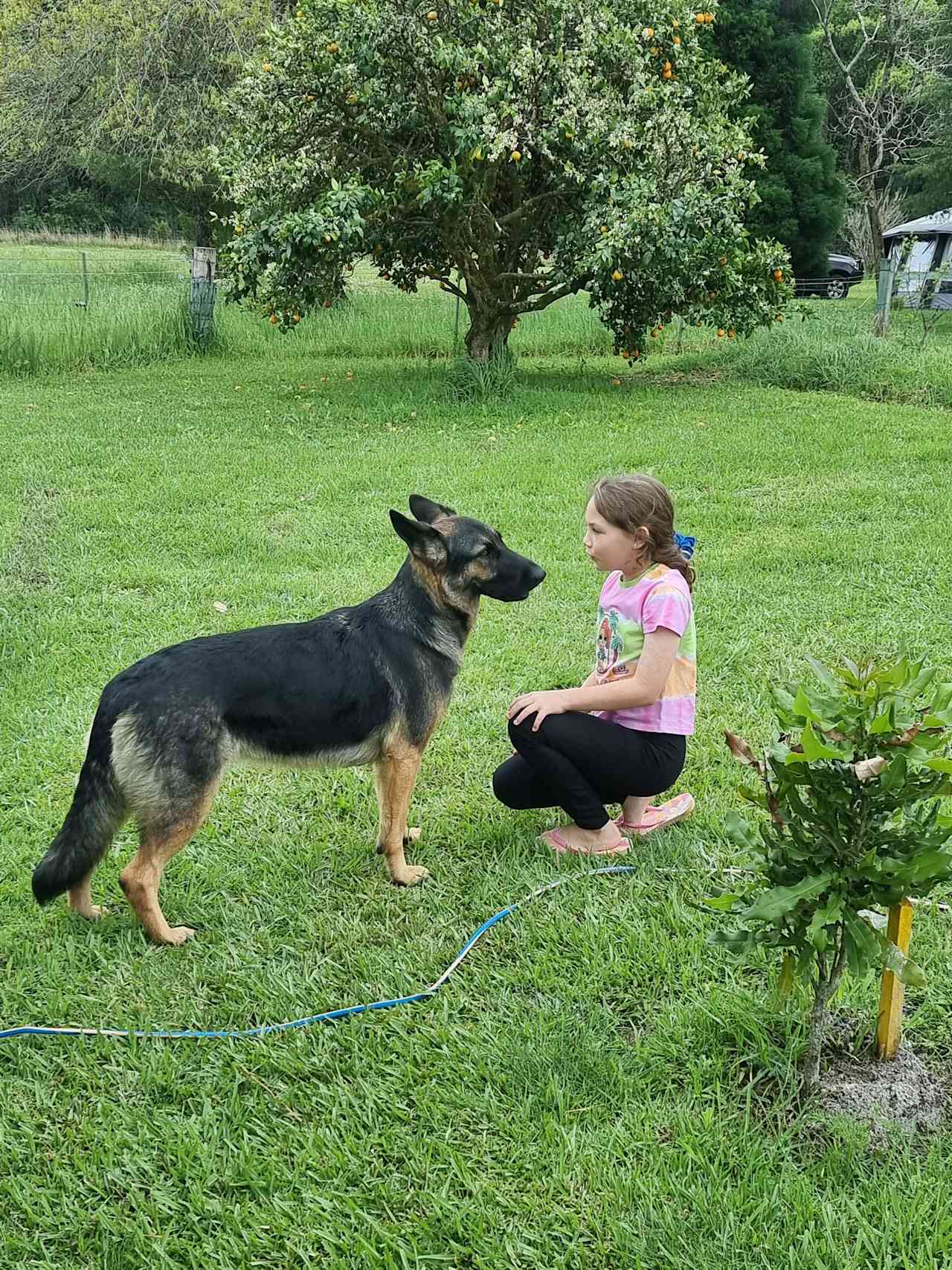 Playing with the dog