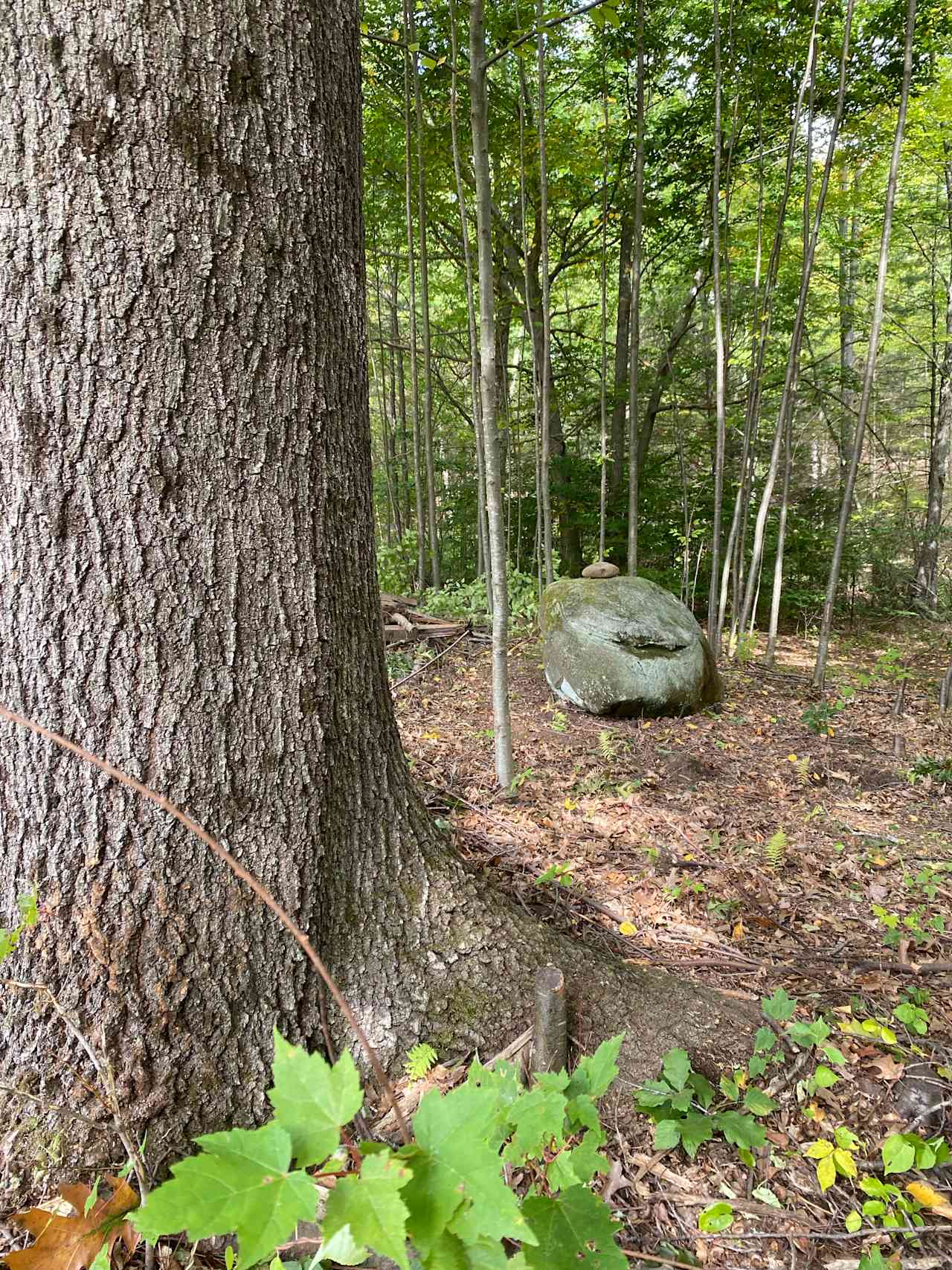 Hickory Ridge
