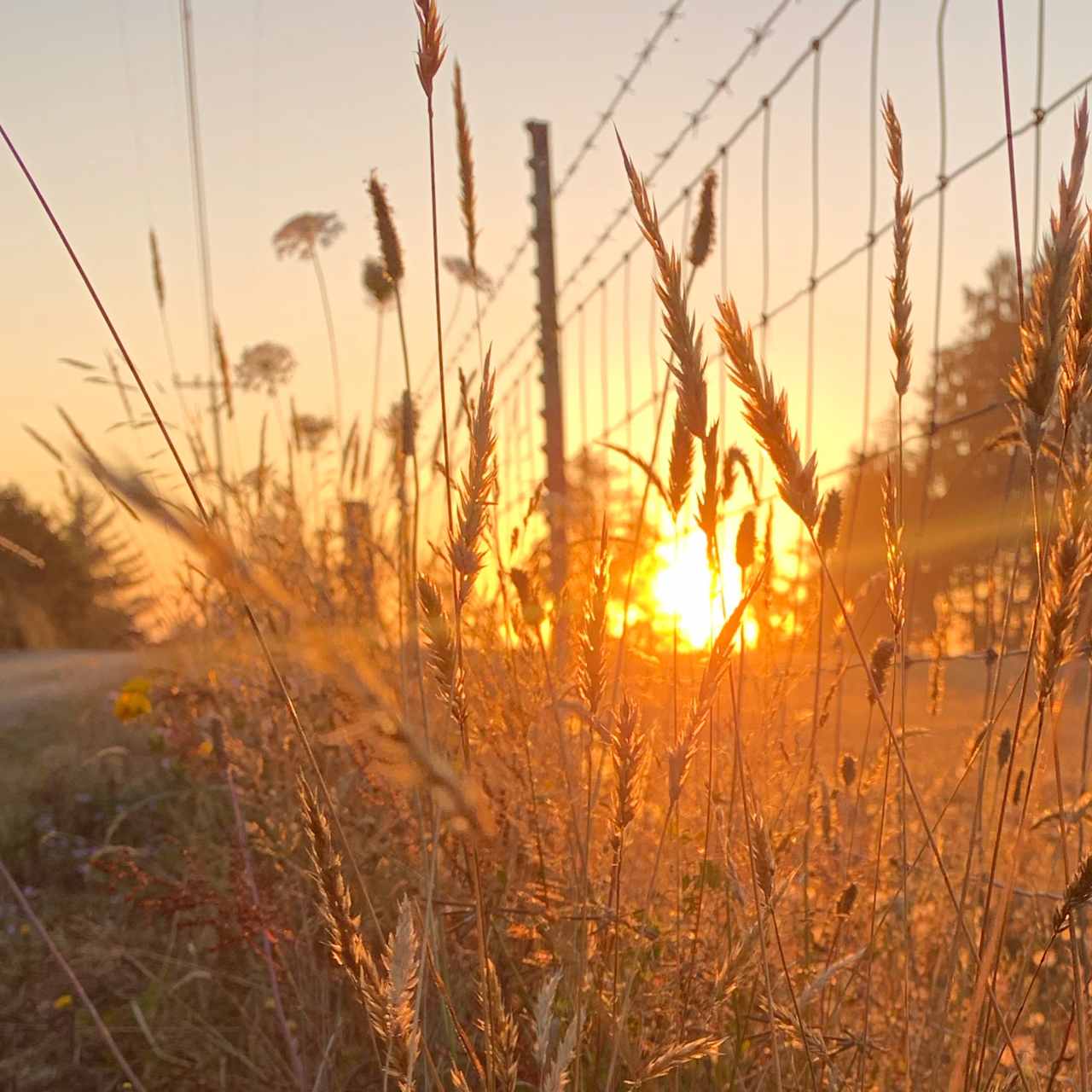 Camp Prairie