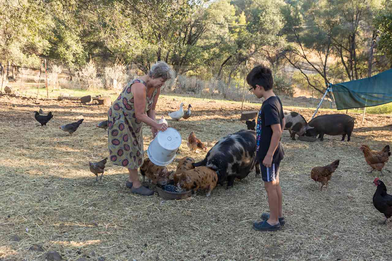 Time to feed the Pigs