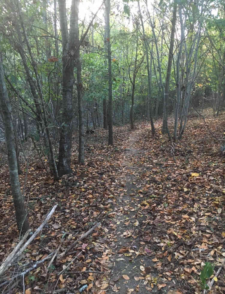 Hiking trail from the Hill into the woods