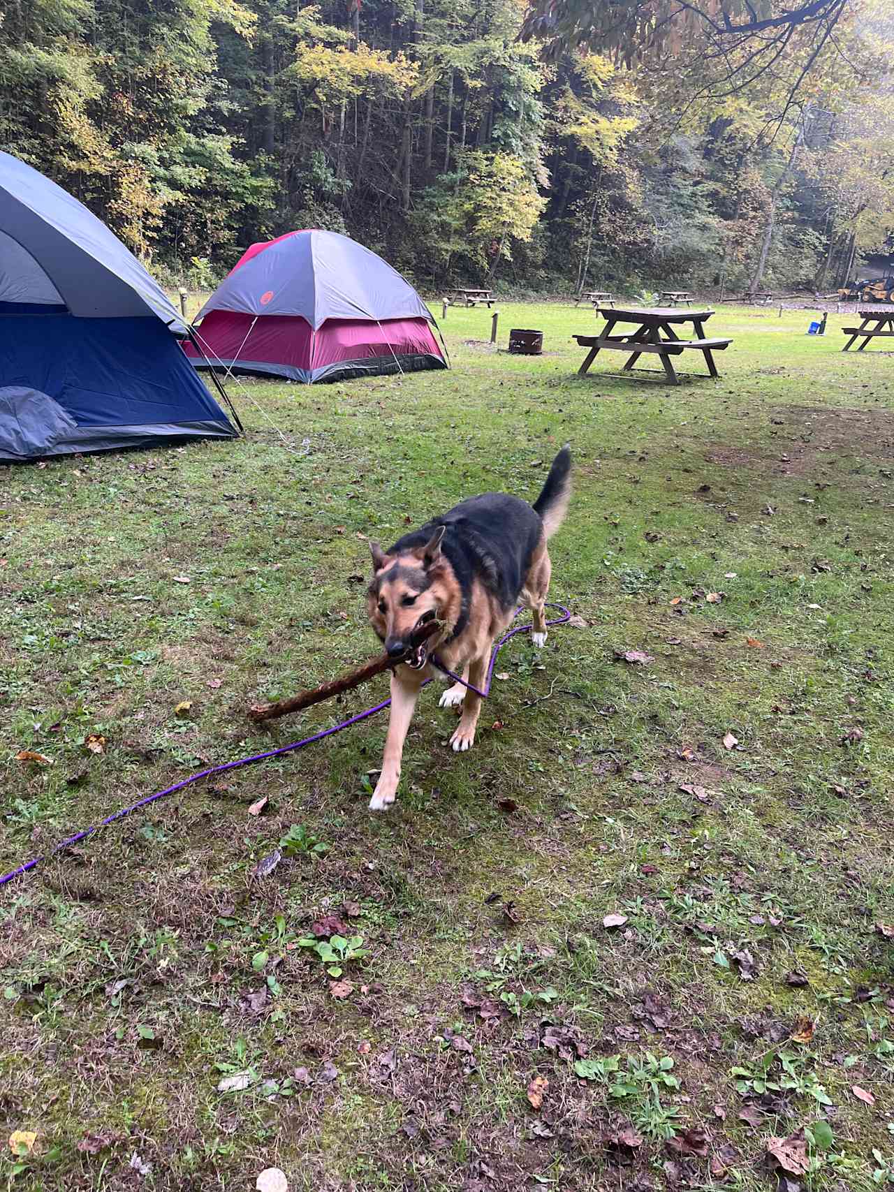 Black Bear Resort