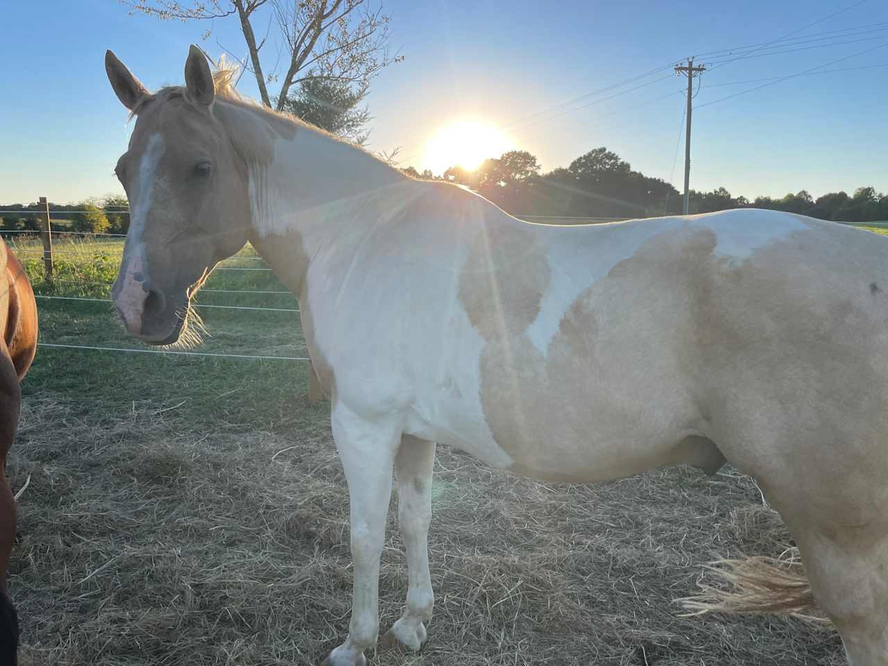 Wild Hearts Equine Therapy Center