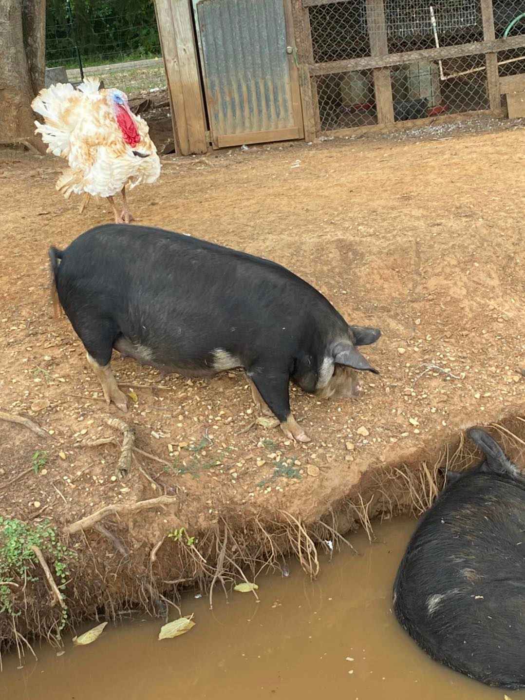 Craft Island Farms