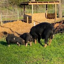 Craft Island Farms